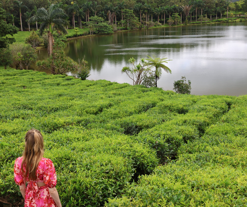 Bois Chéri Tea Factory